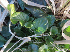 Barbarea vulgaris