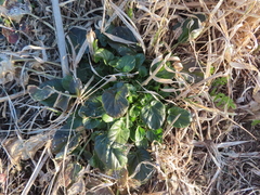 Barbarea vulgaris