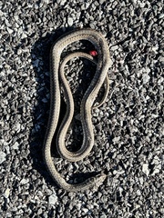Psammophis leightoni