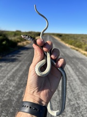Psammophis leightoni