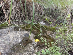 Calochortus barbatus