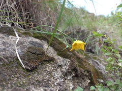 Calochortus barbatus