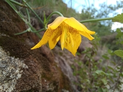Calochortus barbatus