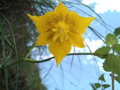 Calochortus barbatus