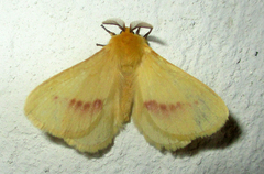 Stenoglene rosea