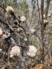 Isopogon anethifolius