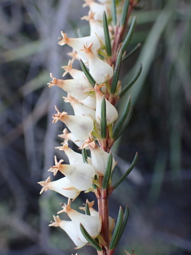Image of Bleached Heath (Erica albens) by (c) Ren Hoekstra, some rights reserved (CC BY)