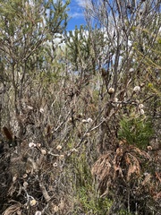 Isopogon anethifolius