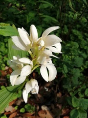 Govenia liliacea