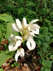 Govenia liliacea
