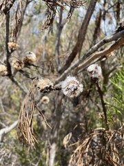 Isopogon anethifolius