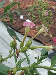 Nicotiana tabacum
