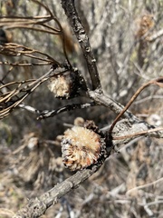 Isopogon anethifolius