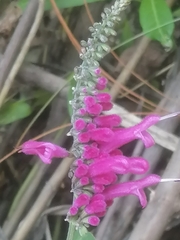 Salvia iodantha
