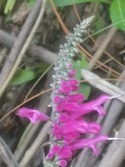 Salvia iodantha