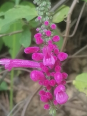 Salvia iodantha