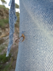 Callibaetis pictus