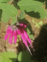 Salvia iodantha