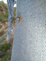 Callibaetis pictus