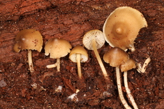 Mycena semivestipes
