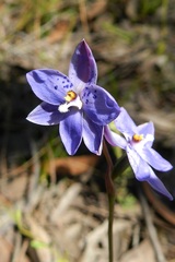 Thelymitra ixioides