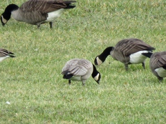 Branta hutchinsii hutchinsii
