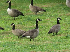 Branta hutchinsii hutchinsii