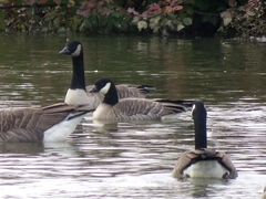 Branta hutchinsii hutchinsii