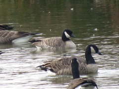 Branta hutchinsii hutchinsii