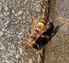 Polistes badius