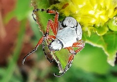 Macrodactylus mexicanus