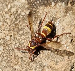 Polistes badius