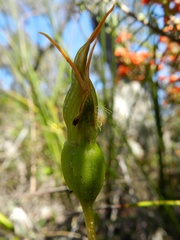 Pterostylis unicornis