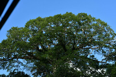 Ceiba pentandra