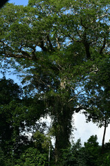 Ceiba pentandra
