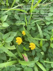 Arachis pintoi
