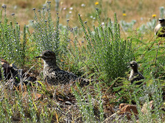 Burhinus capensis