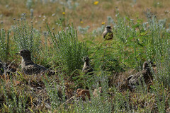 Burhinus capensis