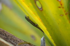 Phelsuma borbonica