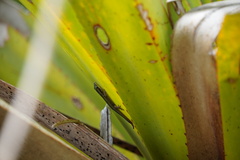 Phelsuma borbonica