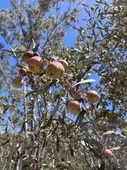 Elaeocarpaceae