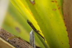 Phelsuma borbonica