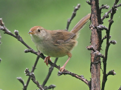 Cisticola aberrans