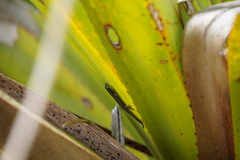 Phelsuma borbonica