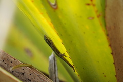 Phelsuma borbonica