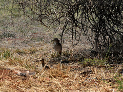 Burhinus capensis capensis