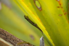 Phelsuma borbonica