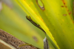 Phelsuma borbonica