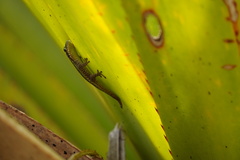 Phelsuma borbonica