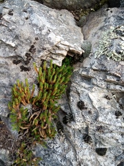 Selaginella sibirica
